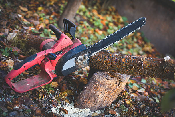 How Our Tree Care Process Works  in  Covina, CA